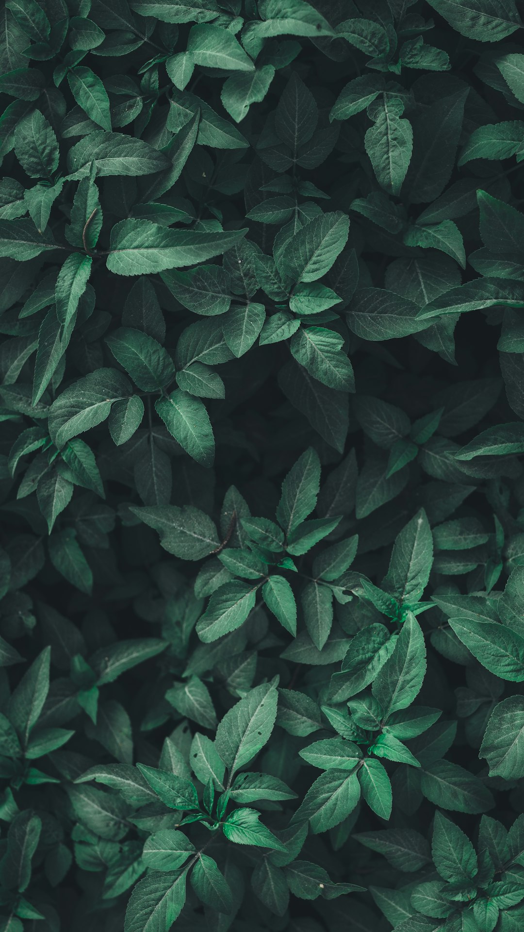 春の観賞用植物